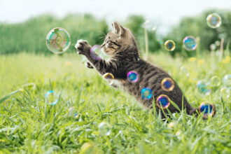 Are Bacon Flavored Bubble Treats Safe for Cats