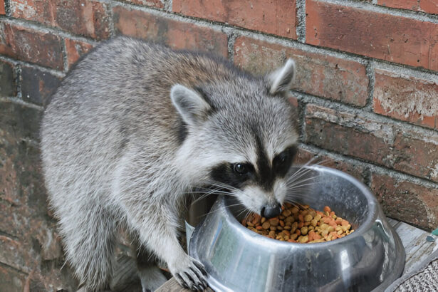 Why Do Raccoon Steals Cat Food