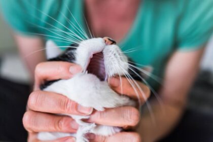 Dry Cat Food For Cats With No Teeth