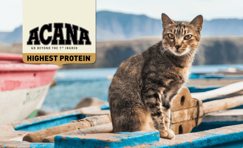 Acana Wild Atlantic Dry Cat Food Review