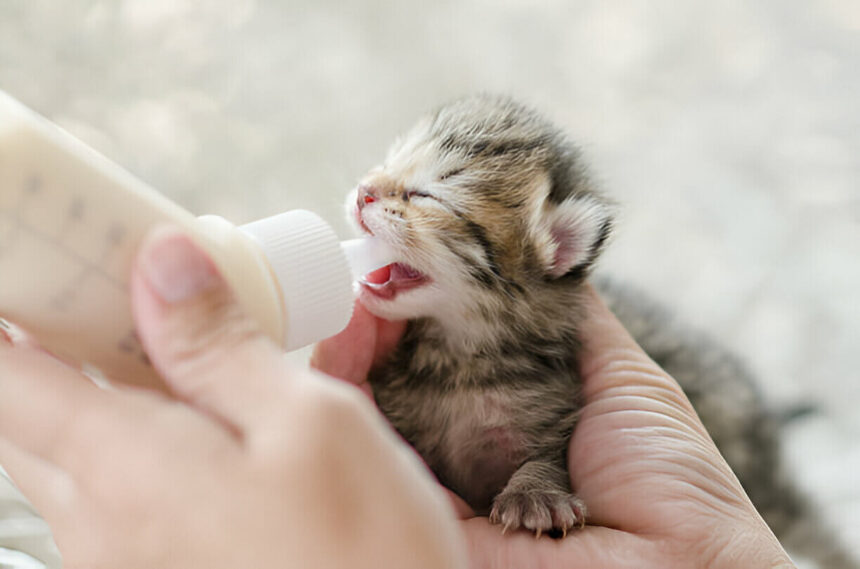 Does Dollar General Sell Kitten Milk Replacer