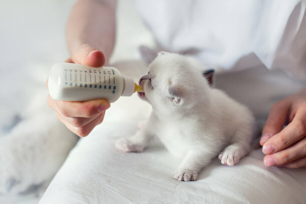 Does Dollar General Sell Kitten Milk Replacer