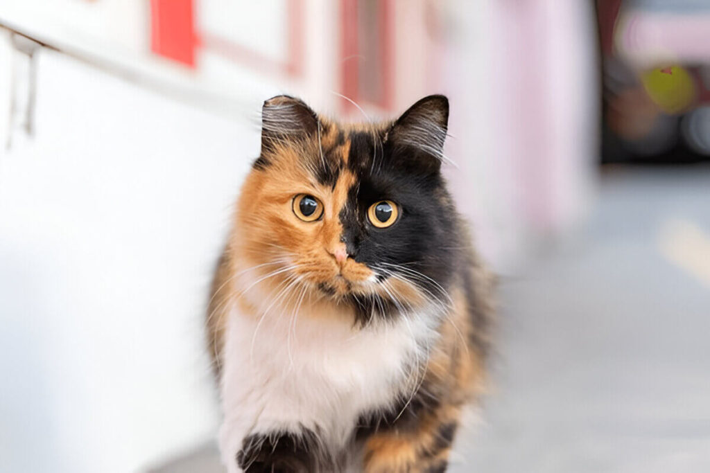 Are All Calico Cats Female