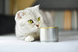 Best Wet Food For Cats