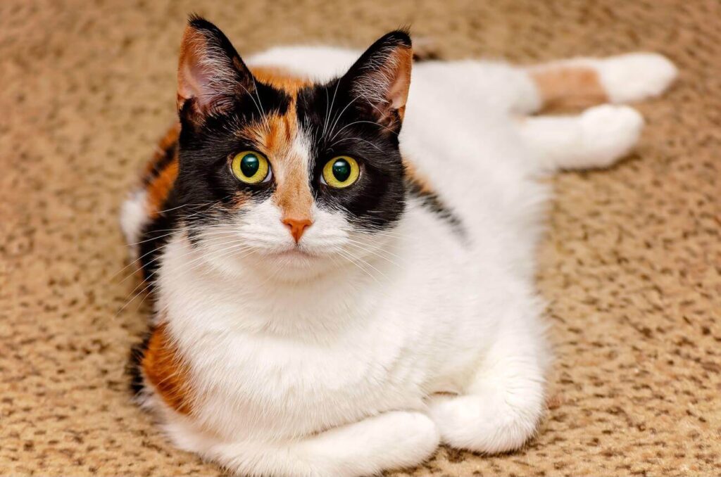 Are All Calico Cats Female