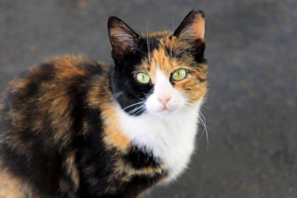 Are All Calico Cats Female