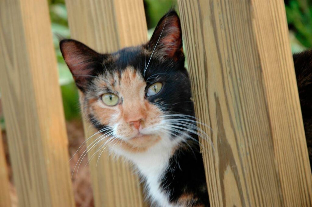 Are All Calico Cats Female