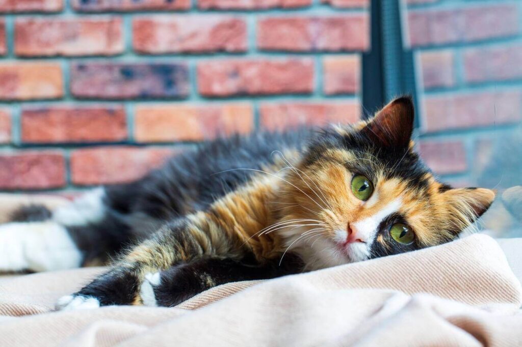 Are All Calico Cats Female