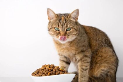 How Long Does Dry Cat Food Last Once Opened