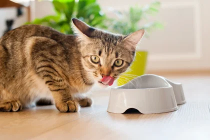 Crave Wet Cat Food Trays Review