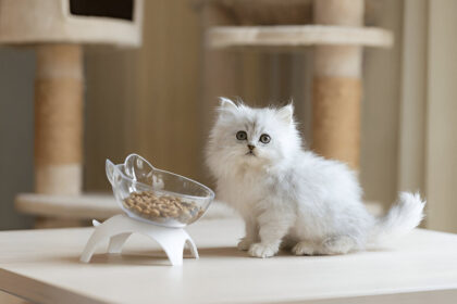 How To Soften Dry Cat Food