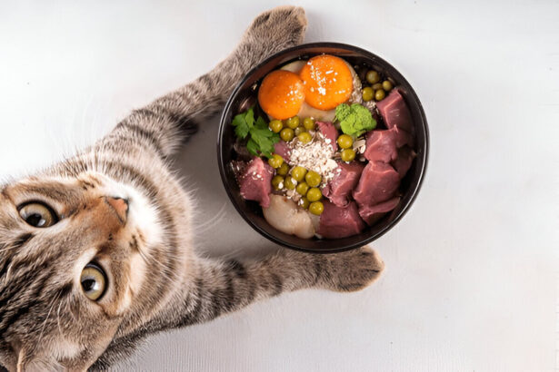 Homemade Food for Cats with Pancreatitis