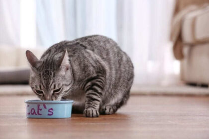 Best Dry Food For Cats