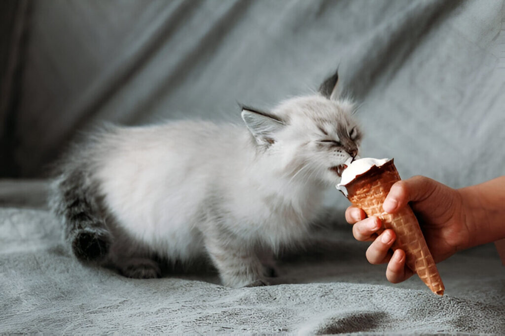 Cat Eating Ice Cream