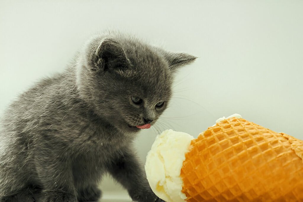 Cat Eating Ice Cream