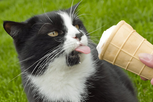 Cat Eating Ice Cream