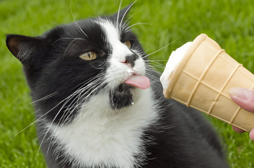 Cat Eating Ice Cream