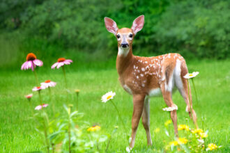 Do Deer Eat Cat Food