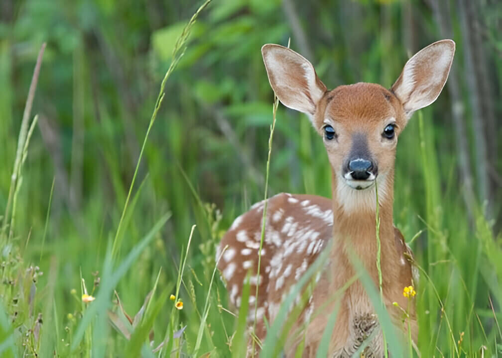 Do Deer Eat Cat Food