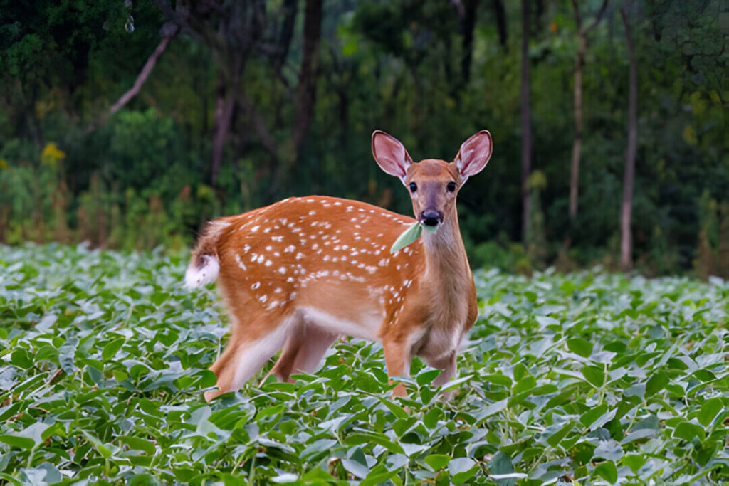 Do Deer Eat Cat Food