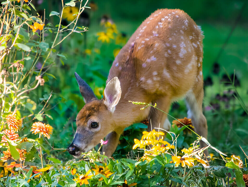 Do Deer Eat Cat Food