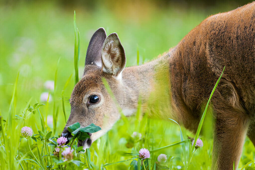 Do Deer Eat Cat Food